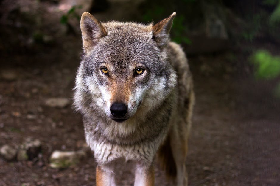 Dire Wolf De-extinction: A California Conservation Story?