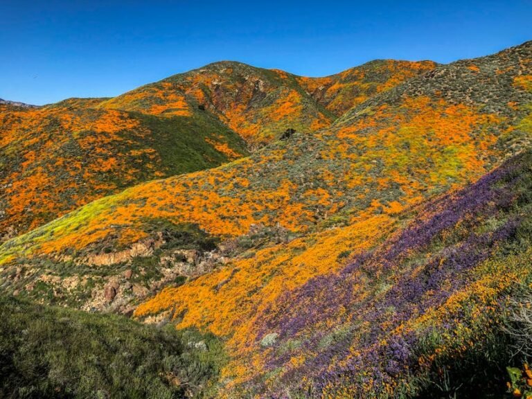 Explore California's Diverse Ecosystems: Your Guide to Unforgettable Natural Wonders