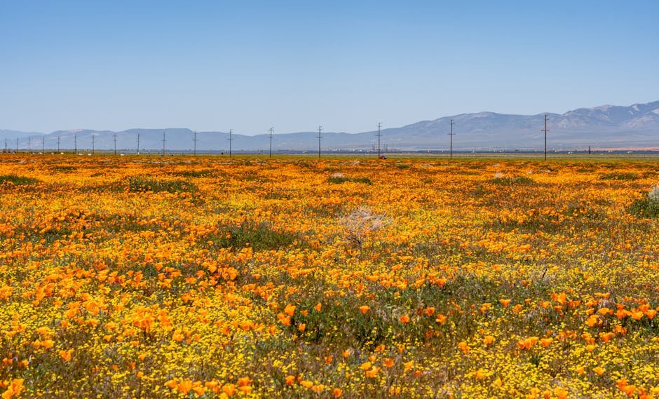 Discover California's Poppy Superblooms: A Guide to Unforgettable Wildflower Fields