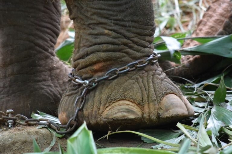 Topsy the Elephant & California: Unpacking Animal Welfare in Travel History