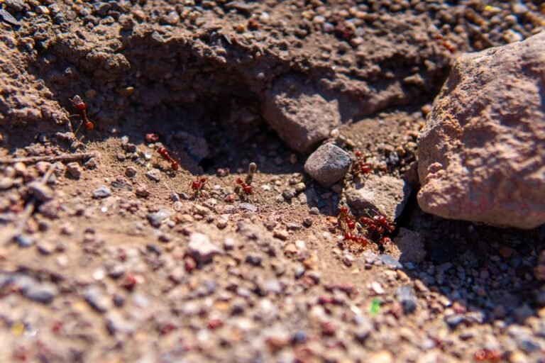 Unearthing Ancient Wisdom: The Hopi Ant-People Legend and Global Catastrophe Myths